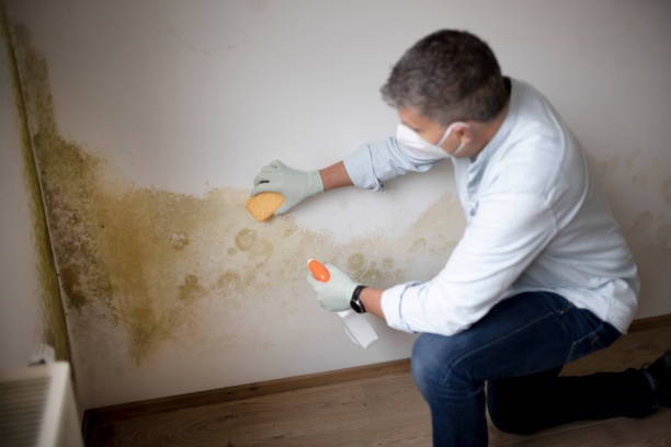 Mold Removal for HVAC Installations in Ackerman, MS