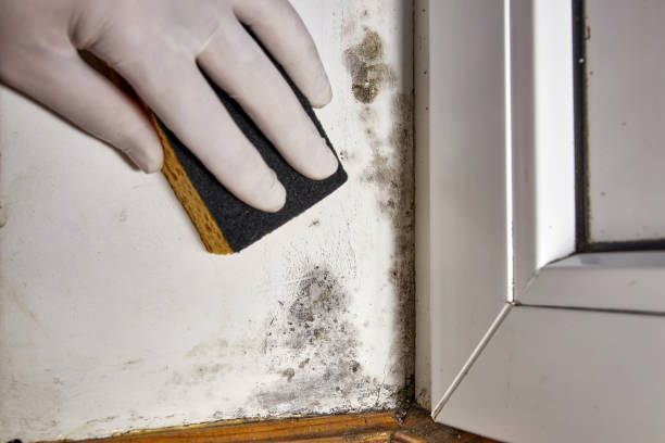 Ackerman, MS Mold Removal Company