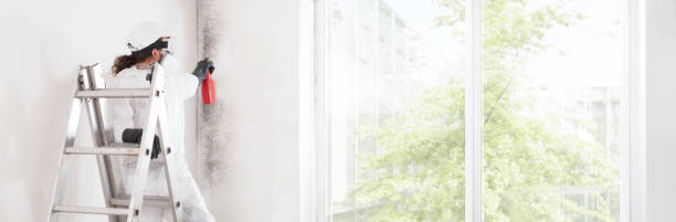 Best Mold Damage Restoration  in Ackerman, MS
